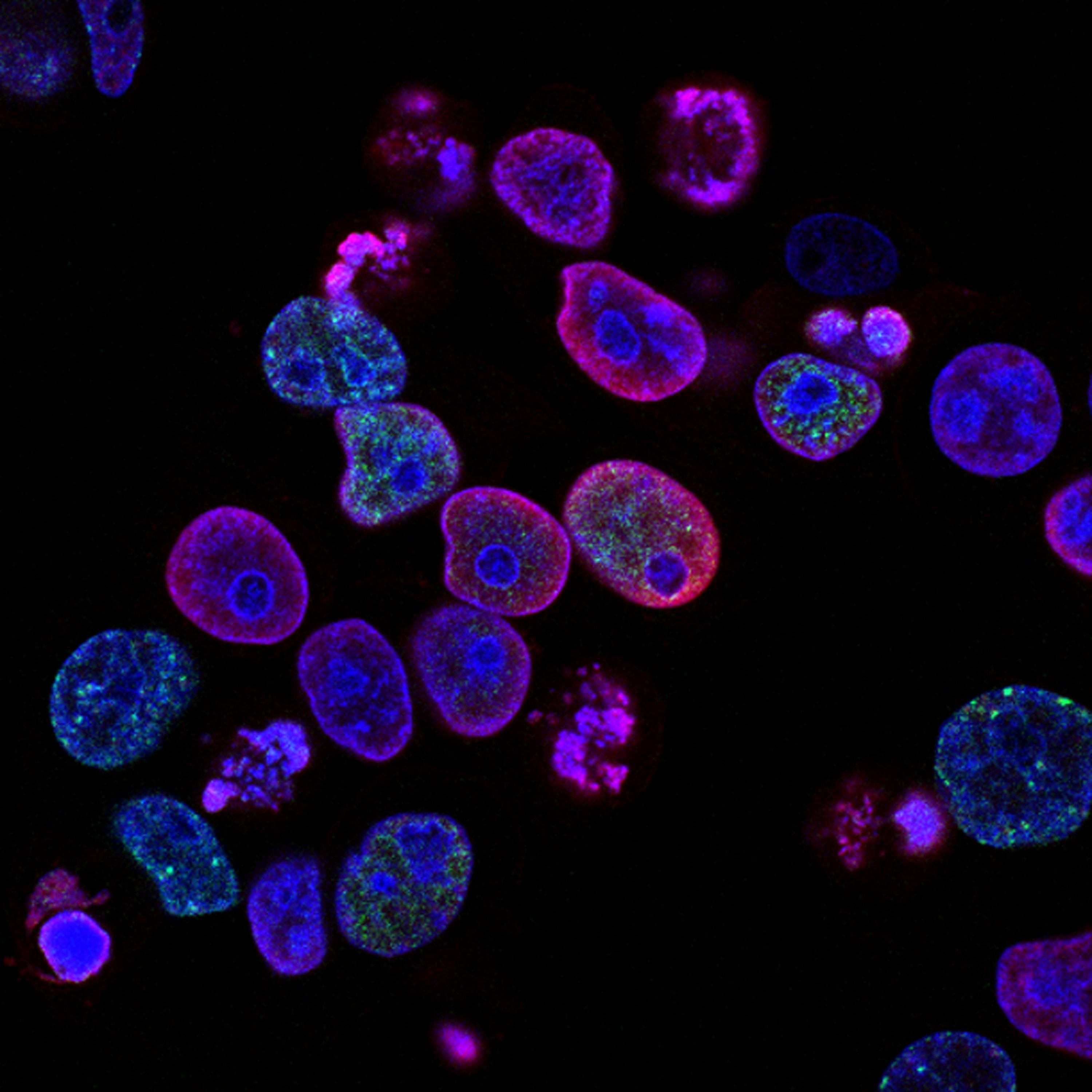 black background purple, blue and pink irregularly shaped circles