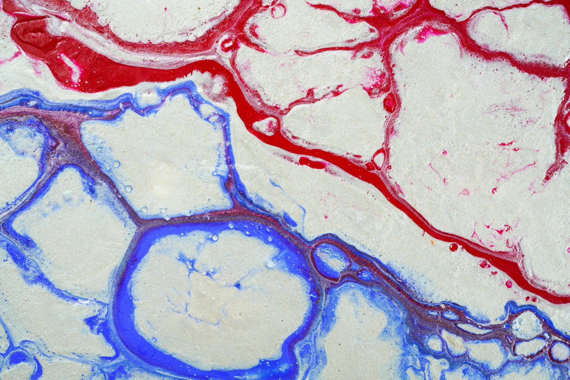 Fluid red, white, and blue art that looks like blood vessels.