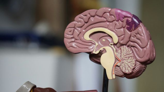 Brain decoration showing cross-section.