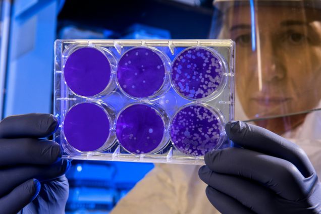 Woman in PPE holding lab aparatus, petrie dish stained purple