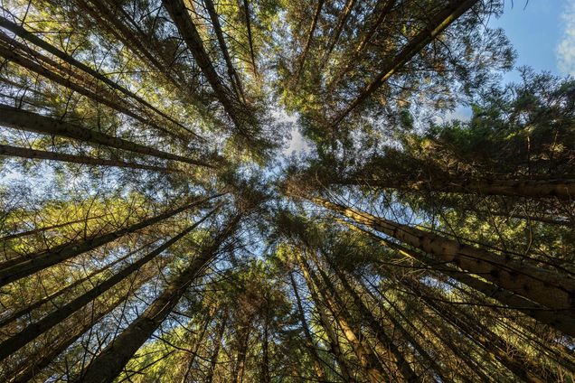 Tall pine trees looking up toward blue sky.