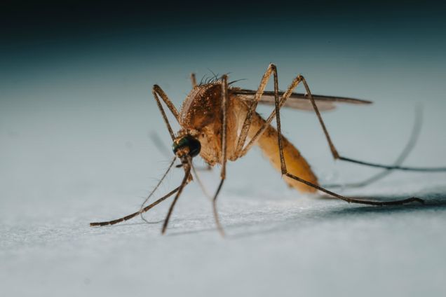 yellow mosquito on white background