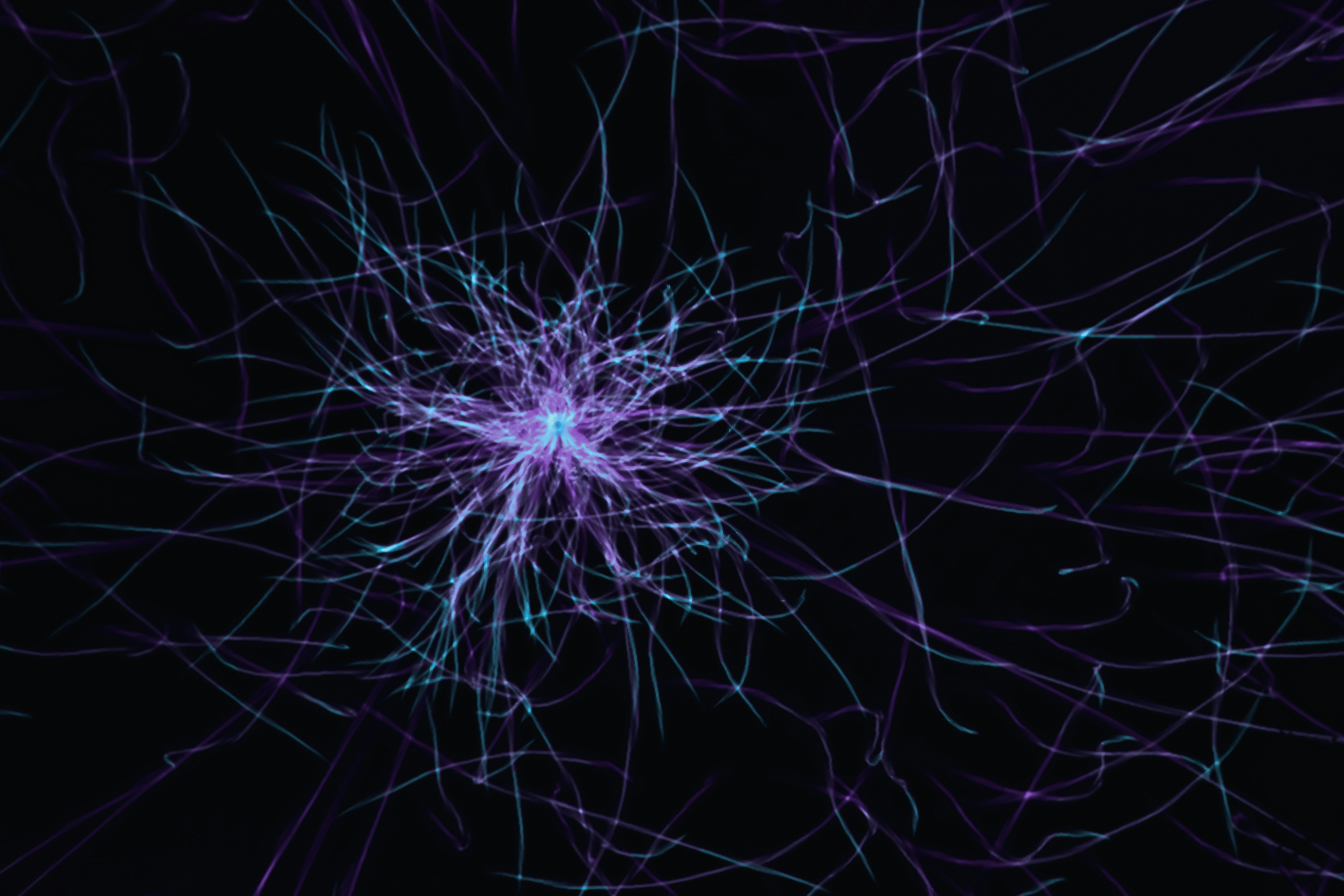 Abstract representation of nurons in purple and white against a black background