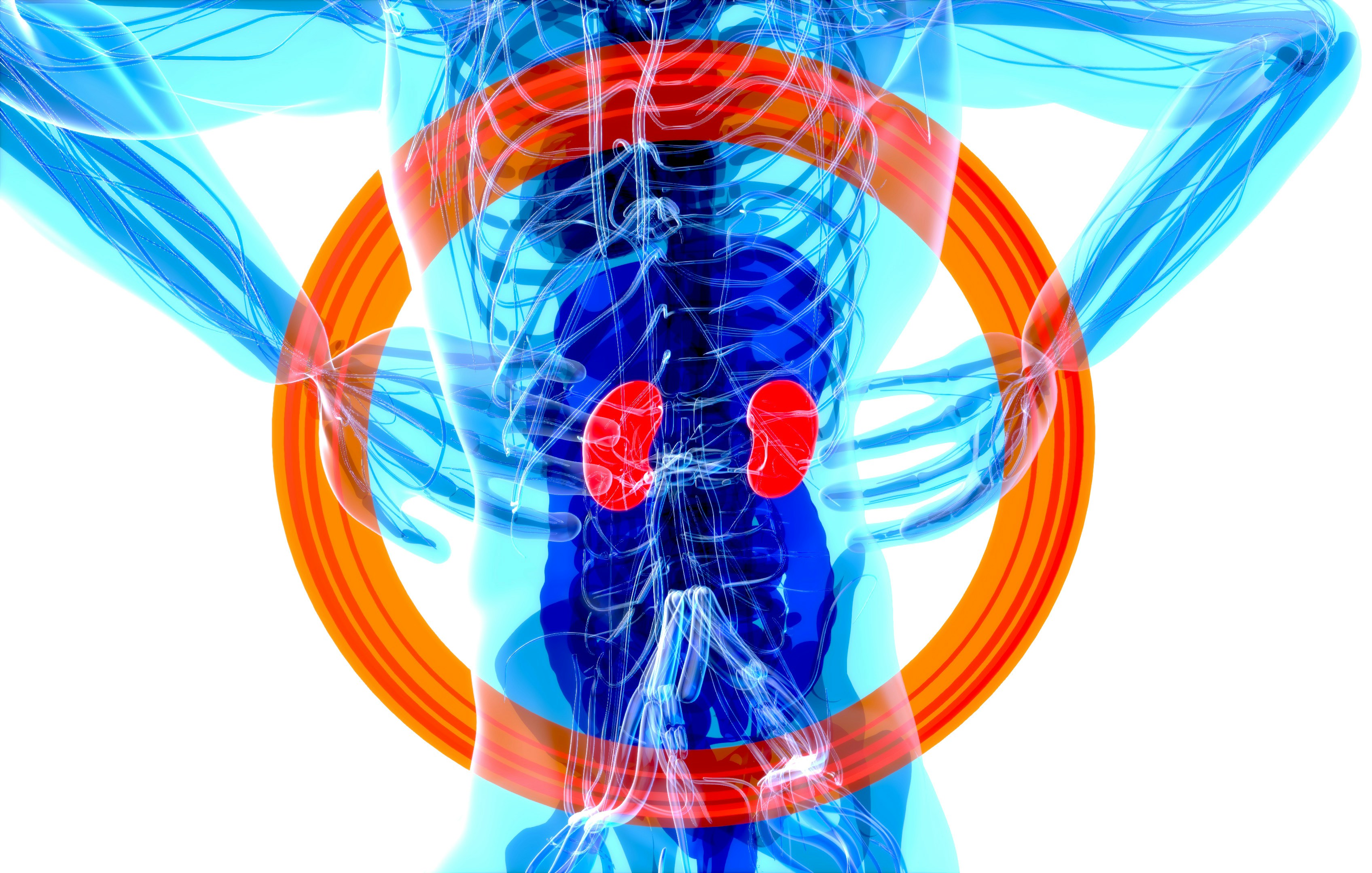 colorful image depicting kidney disease