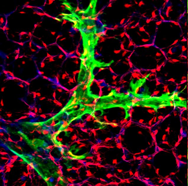 Black background red lines and small section of fluorescent green area