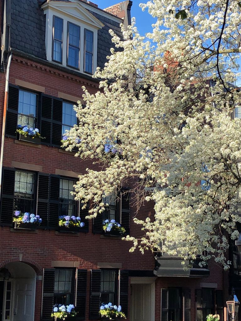 Beacon Hill spring