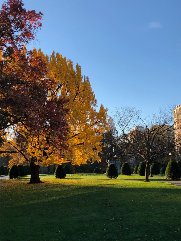 Public Garden fall