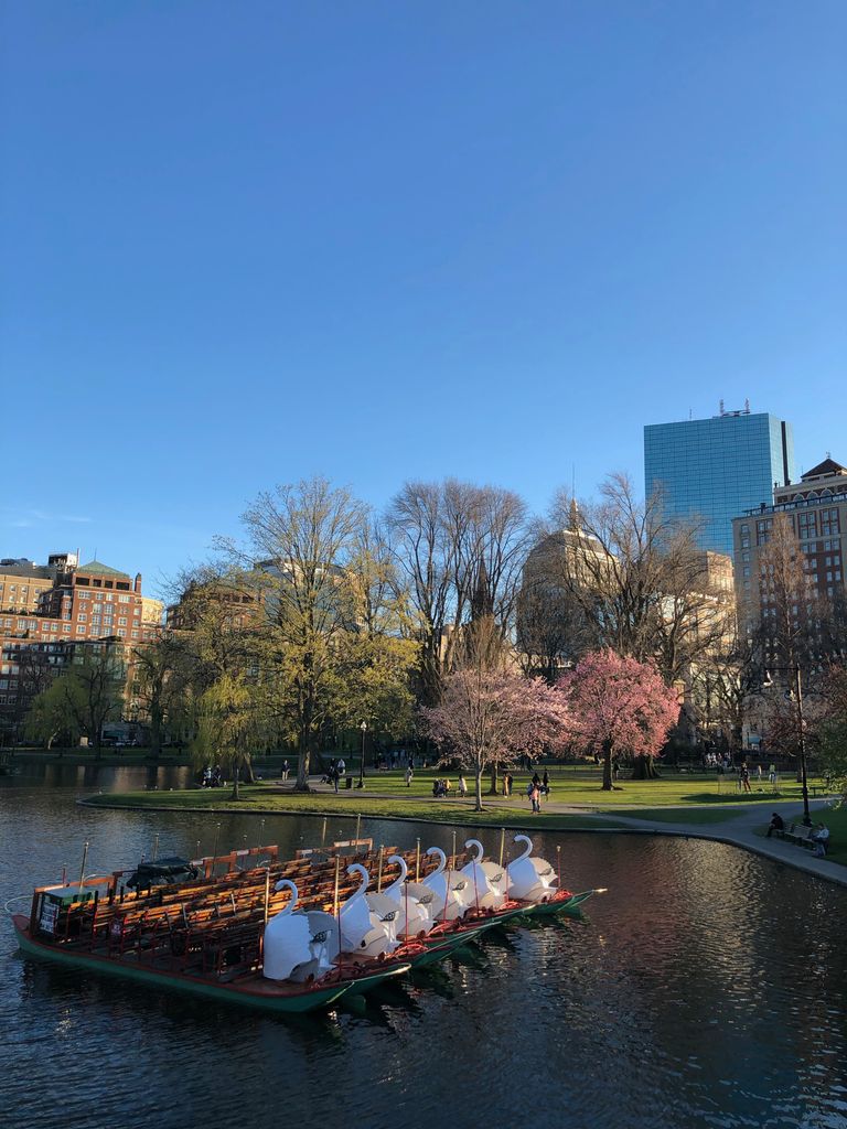 Swan boats