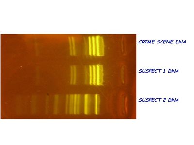 CCJ Gel Annotated