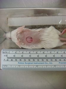 dorsal_wound_mouse Fig. 2