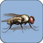 Fly icon