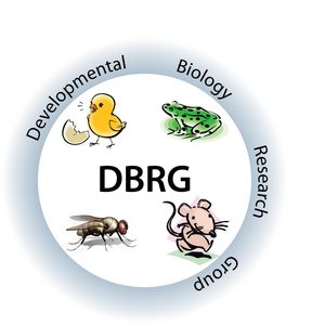 DBRG5