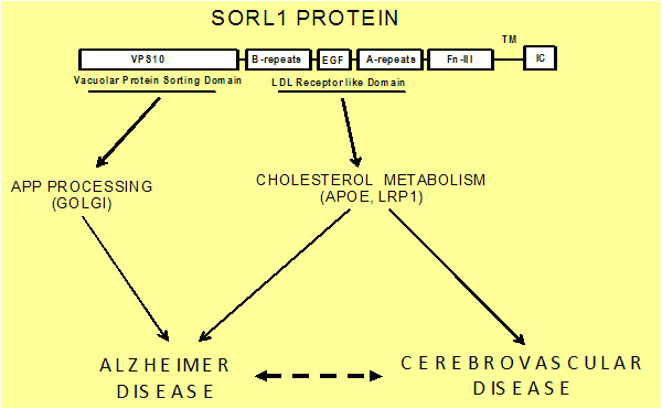 SORL1 genetic variants influence AD through cerebrovascular and neurodegenerative pathways. The A1 variant, which is near the 5’ end of SORL1 and in linkage disequilibrium (LD) with SNPs 8-10 haplotype CGC, impacts AD risk through a currently unknown pathway. Another allele at the SORL1 A locus (A2), which is in LD with SNPs 8-10 haplotype TAT, increases white matter disease (WMD) which may independently or synergistically with neurodegenerative processes lead to AD. A variant at the SORL1 B locus, which is near the 3’ end of SORL1 and in LD with SNPs 24-26, promotes AD through a neurodegenerative process causing medial temporal atrophy perhaps through the accumulation of the toxic form of amyloid β (Aβ42).