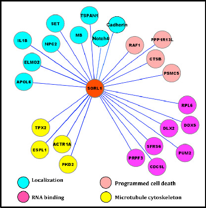 CLR-derived interactome network for SORL1