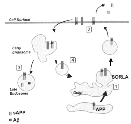 The role of Sorl1 in mediating APP localization and processing. Sorl1 associates with APP in the Golgi (1). APP and Sorl1 are endocytosed from the cell surface (2). In the absence of Sorl1, APP is delivered to a late-endosome where it can be cleaved to produce A peptides (3). At the early endosome, the retromer complex sorts Sorl1 (possibly with APP) into the endosome-to-Golgi retrieval pathway (4). Sorl1 can regulate APP localization by ‘trapping’ APP in the Golgi and/or by directing APP into the endosome-to-Golgi retrieval pathway. Image adapted from Willnow et al., 2009 