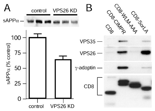 (A) VPS26 knockdown (KD) results in decreased sAPP levels. (B) Retromer components VPS35 and VPS26 co-immunoprecipitate with CD8-CIMPR and CD8-SorLA (CD8-Sorl1) reporter proteins but not with CD8 or a mutant CD8-CIMPR reporter in which the Trp-Leu-Met motif is mutated to Ala-Ala-Ala.