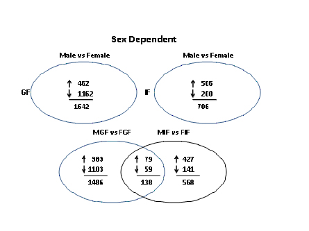 Venn diagram illustrating sex and depot-dependent difference in gene expression in adipose tissues (gonadal fat (GF) and inguinal subcutaneous fat (IF) of mice fed a high fat diet to induced obesity. Note that relatively few of the genes that are differentially expressed are common to both depots. (Clegg, Grove, Fried, Greenberg, et al., IJO In press) 