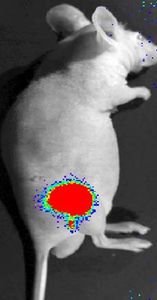 A bioluminescent intramuscular injection in a nude mouse's right flank. (Image by George Murphy.)