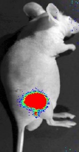 A bioluminescent intramuscular injection in a nude mouse's right flank. (Image by George Murphy.)