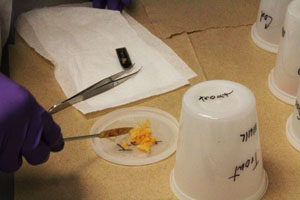 BUSPH Upward Bound A student cuts samples of fish for testing A student cuts samples of fish for testing.