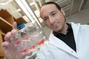 STEMTEAM “It’s a clinical trial in a test tube,” says molecular biologist George Murphy, a codirector of BU's Center for Regenerative Medicine. Photos by Vernon Doucette