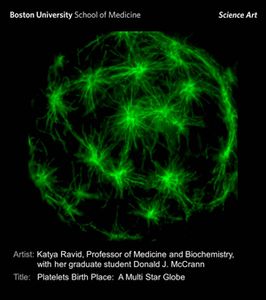Science Art  Ravid web  image