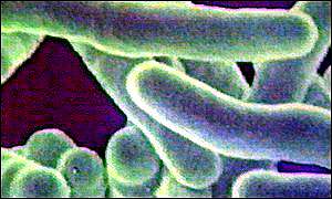 TB bacteria Tuberculosis bacteria.