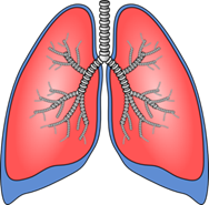 lungs