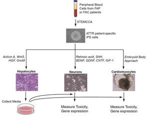 iPSC modeling of amyloidosis