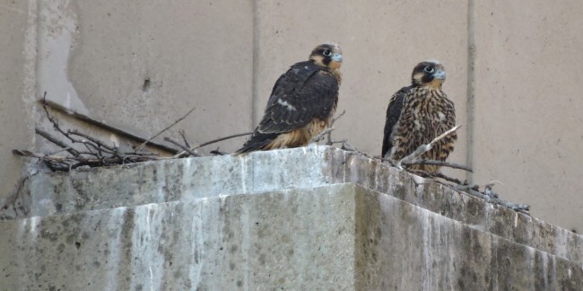 A family of peregrine falcons have made a nest on a window ledge atop the Solomon Carter Fuller Mental Health Building. Photos by Anita DeStefano, PhD, professor of Biostatistics and associate director of the BUMC Genome Science Institute.