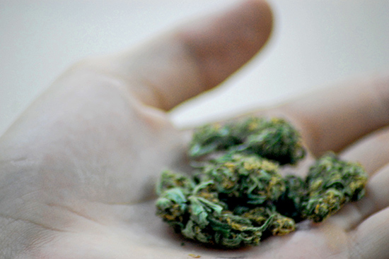 Growing marijuana is the only way to legally obtain it in Massachusetts until retailers, which must be licensed by the commonwealth, are allowed to open in 2018 under the just-passed law. Photo by Flickr Contributor Katheirne Hitt