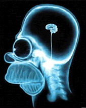 Homer's Brain