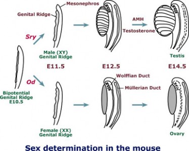 Sex determination in the mouse