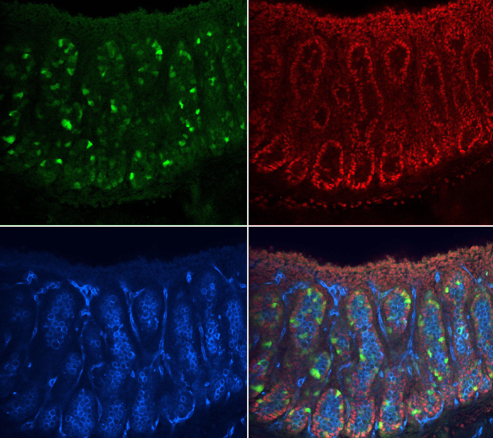 Biomedical Genetics