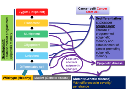 Epigenetic memory in development and disease