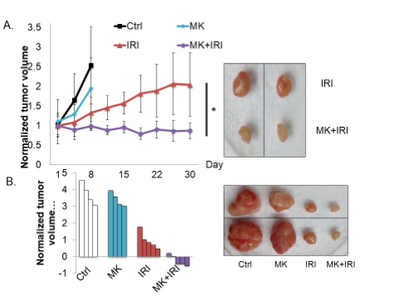 Combination of Irinotecan and MK2206 suppresses SMAD4-/- xenografts.