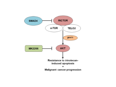 Working model for loss of SMAD4 function associated resistance to chemotherapy