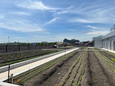 Roof with raised garden beds filled with green sprouts against the blue sky