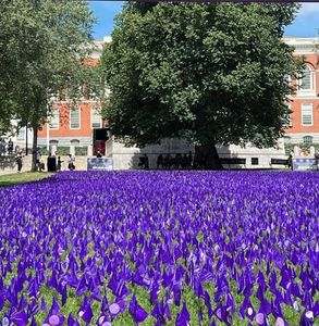 Thousands of purple flags planted in the Common in front of a brick building and large tree.