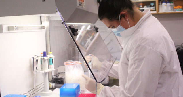 Student working in lab with biological hood
