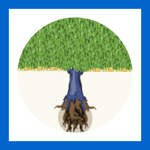 Tree with visible roots