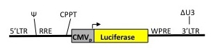 cmv-luc-vector-schematic