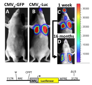 Lentiviral transfer of the firefly luciferase gene into pulmonary alveolar macrophages in vivo