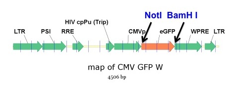 phage-cmv-gfp