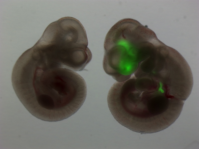 E9.5-GFP-merged