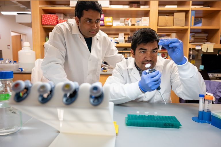 Two doctors in lab examining specimen