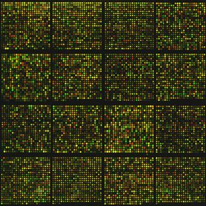 microarray_fluorescent_probes