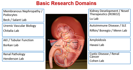 Renal System: Kidney  ditki medical & biological sciences