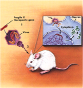 Mouse diagram