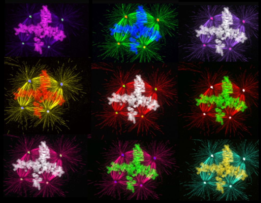 Croppedmultipolara